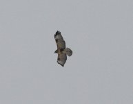 buzzard2.jpg