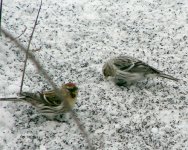 Hoary Redpoll.jpg