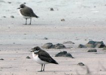 sandplover1.jpg