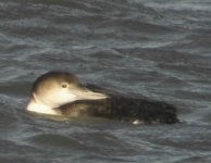 g.northern diver.jpg