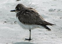 sandplover3.jpg