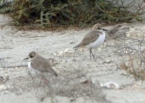 sandplover4.jpg