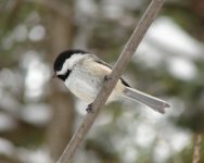 Chickadee.jpg