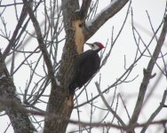 Pileated.jpg