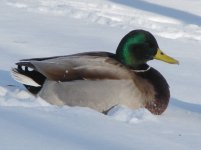 Mallard.jpg