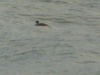 Eiders 11.jpg