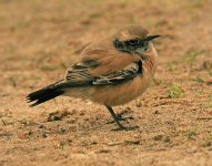 Desert-Wheatear-Horsey-(11).jpg