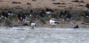 Avocet and lutistic oyc.jpg