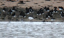 Avocet at Montrose Basin.jpg