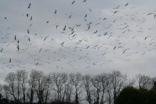 tn_Gulls in Slurry Field Dunany 2.JPG