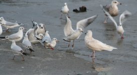 tn_Ist Winter Iceland Gull Cruisetown C.JPG