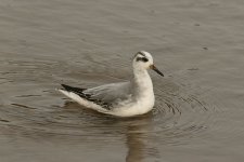 Grey Phalarope 3320.jpg