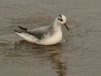 Grey Phalarope 3308.jpg