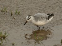 Grey Phalarope 3288.jpg