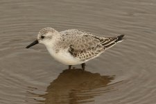 Sanderling 3395.jpg