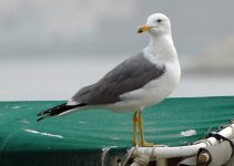 gull4.jpg