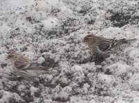 Hoary Redpoll.jpg