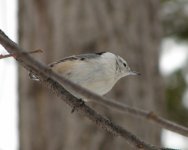 White Nuthatch.jpg