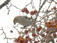 Pine Grosbeak.jpg