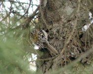 Brown Creeper.jpg