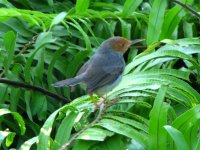 ashy tailorbird.jpg