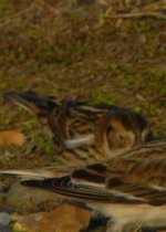 lapland bunting2 .jpg