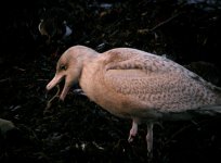 Glaucous Gull Girdle Ness 060108e.jpg