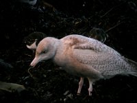 Glaucous Gull Girdle Ness 060108f.jpg