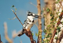 Chobe - Pied kingfisher (m), June '98.jpg