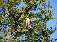 Dickinson's Kestrel - Nxabega, Okavango Delta, 5th June 2006.jpg