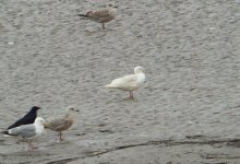 leucistic Herring.jpg