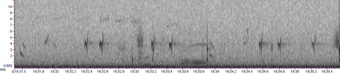 'Glip' or 4E Crossbill flight calls.jpg