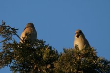 Hawfinch.jpg