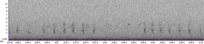 'Parakeet' or 1B Crossbill excitement calls.jpg