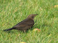 femaleblackbird.jpg