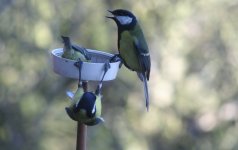 tn_Gr Tits & B Tit at Feeder .JPG