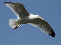 04- Gull.jpg