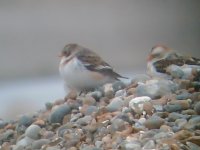 Snow Bunting.jpg