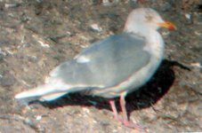 Herring Gull WP.JPG