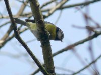 L1130449_Blue Tit.jpg