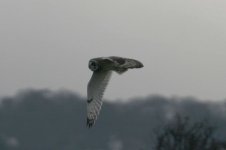 owl in flight.jpg