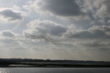 bird cloud.jpg