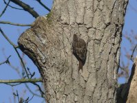 L1130381_Short-toed Treecreeper.jpg