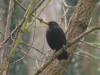 L1130660_Blackbird.jpg