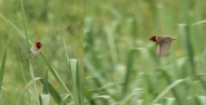 2008_01_08 Red-headed Quelea 6356&58.jpg