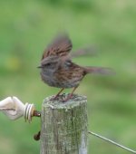 Dunnock.JPG