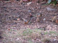 Brambling.JPG