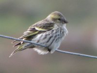 Siskin.JPG