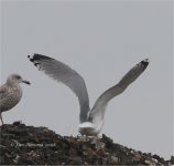 Blog Herring Gull type Granville Tip 15 2 08 IMG_2946.jpg