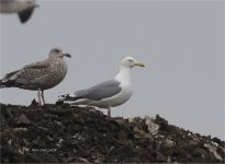 Blog Herring Gull type Granville Tip 15 2 08 IMG_2952.jpg